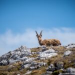Steinbock im Hagengebirge © Gipfelfieber