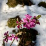 Erste Blüten © Gipfelfieber