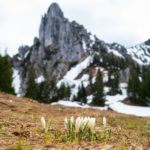 Krokusse © Gipfelfieber