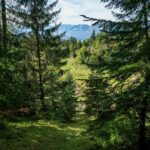 Schneise von oben © Gipfelfieber