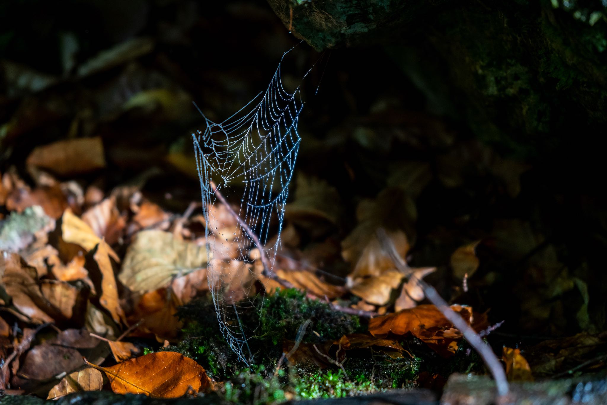 Spinnennetz © Gipfelfieber