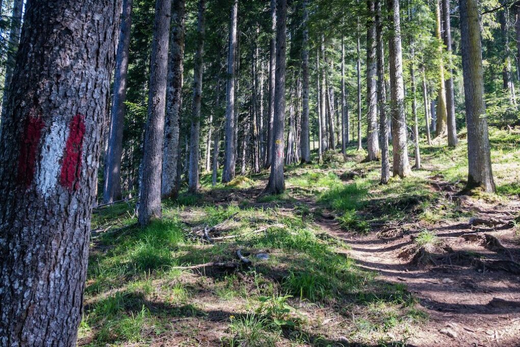 Aufstieg im Wald © Gipfelfieber