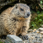 Murmeltier ohne jede Scheu © Gipfelfieber