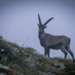 Steinbock © Gipfelfieber