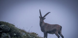 Steinbock © Gipfelfieber