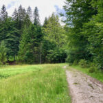 Kleine Lichtung © Gipfelfieber