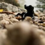 Alpensalamander © Gipfelfieber