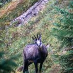 Gams am Stangensteig © Gipfelfieber