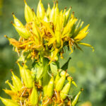 Gelber Enzian © Gipfelfieber