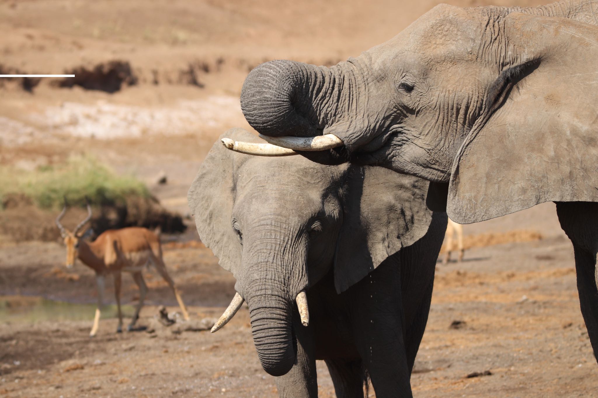 Elefanten am Wasserloch