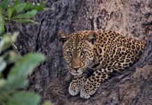 Südafrika: Auf den Spuren der Big Five von Afrika - Leopard