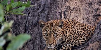 Südafrika: Auf den Spuren der Big Five von Afrika - Leopard