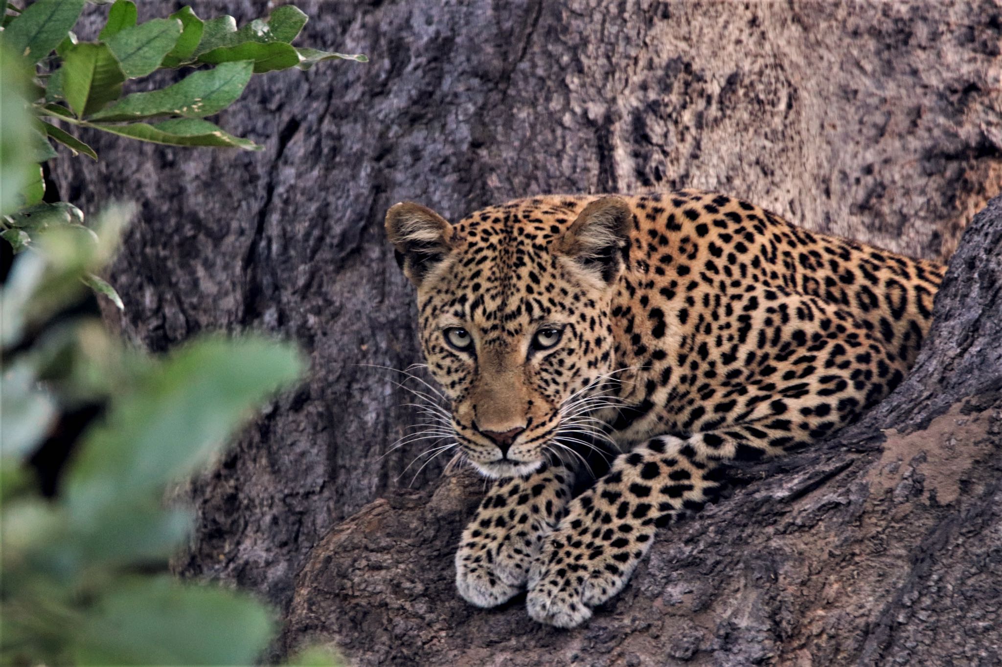 Südafrika: Auf den Spuren der Big Five von Afrika - Leopard
