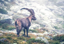 Die Big Five der Alpen und wo sie zu finden sind © Gipfelfieber