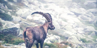 Die Big Five der Alpen und wo sie zu finden sind © Gipfelfieber