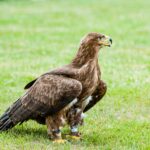 Steinadler © Saeed Khokhar/Pexels.com