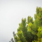 Latschen säumen den Weg © Gipfelfieber