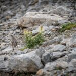 Alpenschneehuhn © Gipfelfieber