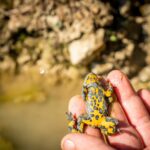 Auffällig gefleckter Bauch © Gipfelfieber