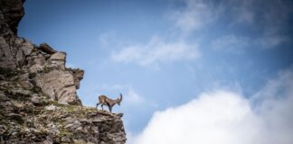 Junger Steinbock © Gipfelfieber