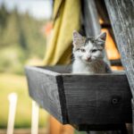 Raubkatze im Kleinformat © Gipfelfieber