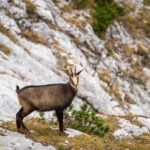 Wenig scheue Gams © Gipfelfieber