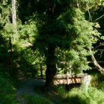 Tiefgrüne Wälder © Gipfelfieber