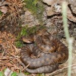 Aspisviper © Jean Nicolas