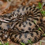 Aspisviper 2 © Jean Nicolas