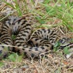 Aspisviper 3 © Jean Nicolas