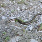 Blindschleiche © Gipfelfieber