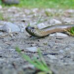 Blindschleiche © Gipfelfieber