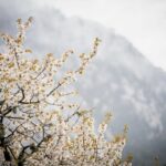 Blüten und Blumen säumen den Weg © Gipfelfieber