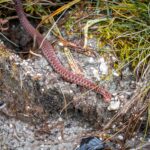 Kreuzotter Weibchen © Gipfelfieber