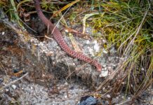 Kreuzotter Weibchen © Gipfelfieber