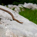 Kreuzotter beim Sonnenbad © Gipfelfieber