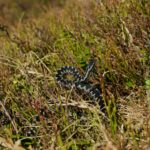 Kreuzotter mit typischem Zickzack © Gipfelfieber