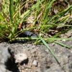 Ringelnatter © Gipfelfieber