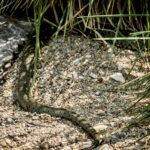 Schwanzspitze einer Barrenringelnatter © Gipfelfieber