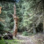 Uralte Wälder © Gipfelfieber