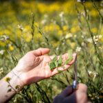 Wilder Rucola © Gipfelfieber