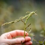 Wilder Spargel © Gipfelfieber