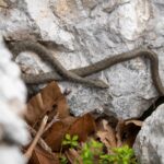 Würfelnatter mit gut erkennbarem Muster © Gipfelfieber