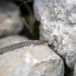 Würfelnatter © Gipfelfieber