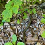 Würfelnatter © Gipfelfieber