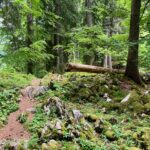 Gut erkennbare Steigspuren © Gipfelfieber