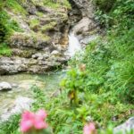 Almrausch an den Kuhfluchtfällen © Gipfelfieber