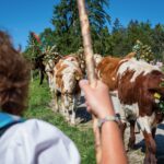 Almabtrieb in Sachrang © Gipfelfieber