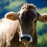 Zufriedene Kuh am Wegesrand © Gipfelfieber