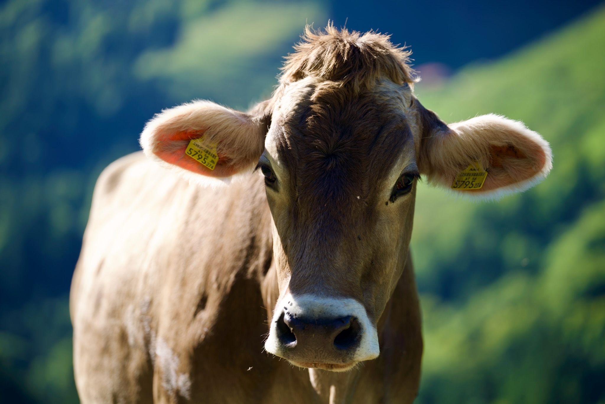 Zufriedene Kuh am Wegesrand © Gipfelfieber